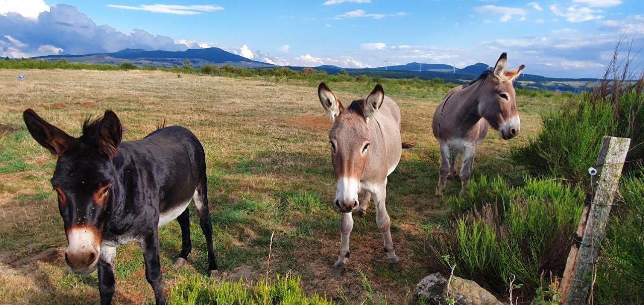 Les Gites Estaou Treillo Le Monastier sur Gazeille Exterior foto