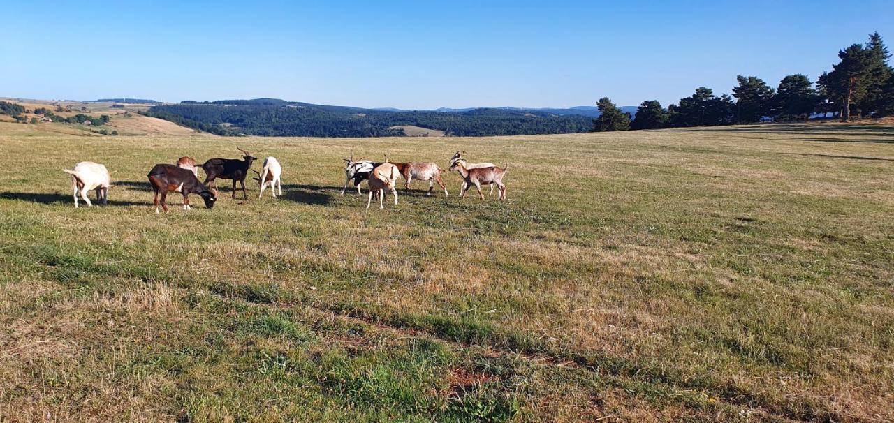 Les Gites Estaou Treillo Le Monastier sur Gazeille Exterior foto